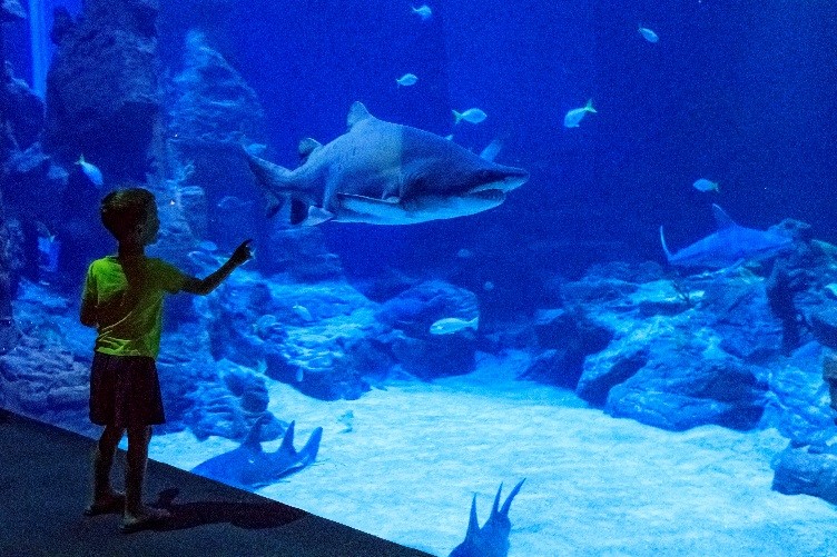 Planet Ocean, un enfant devant un aquarium géant