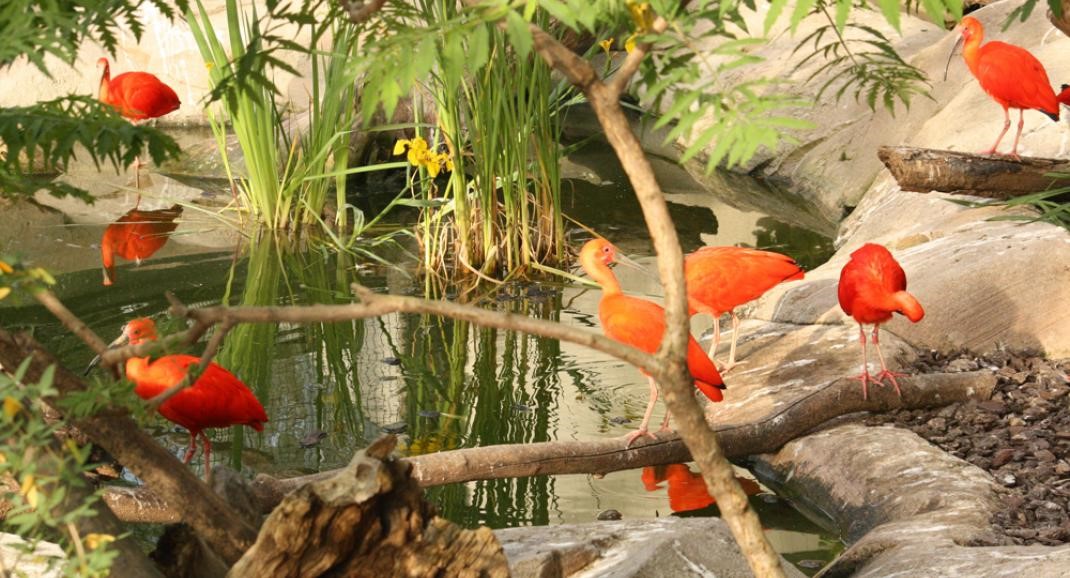 Photo de la serre amazonienne, des oiseaux rouges