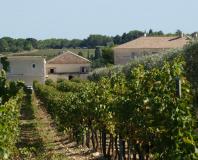 Saint-Drézéry - domaine viticole
